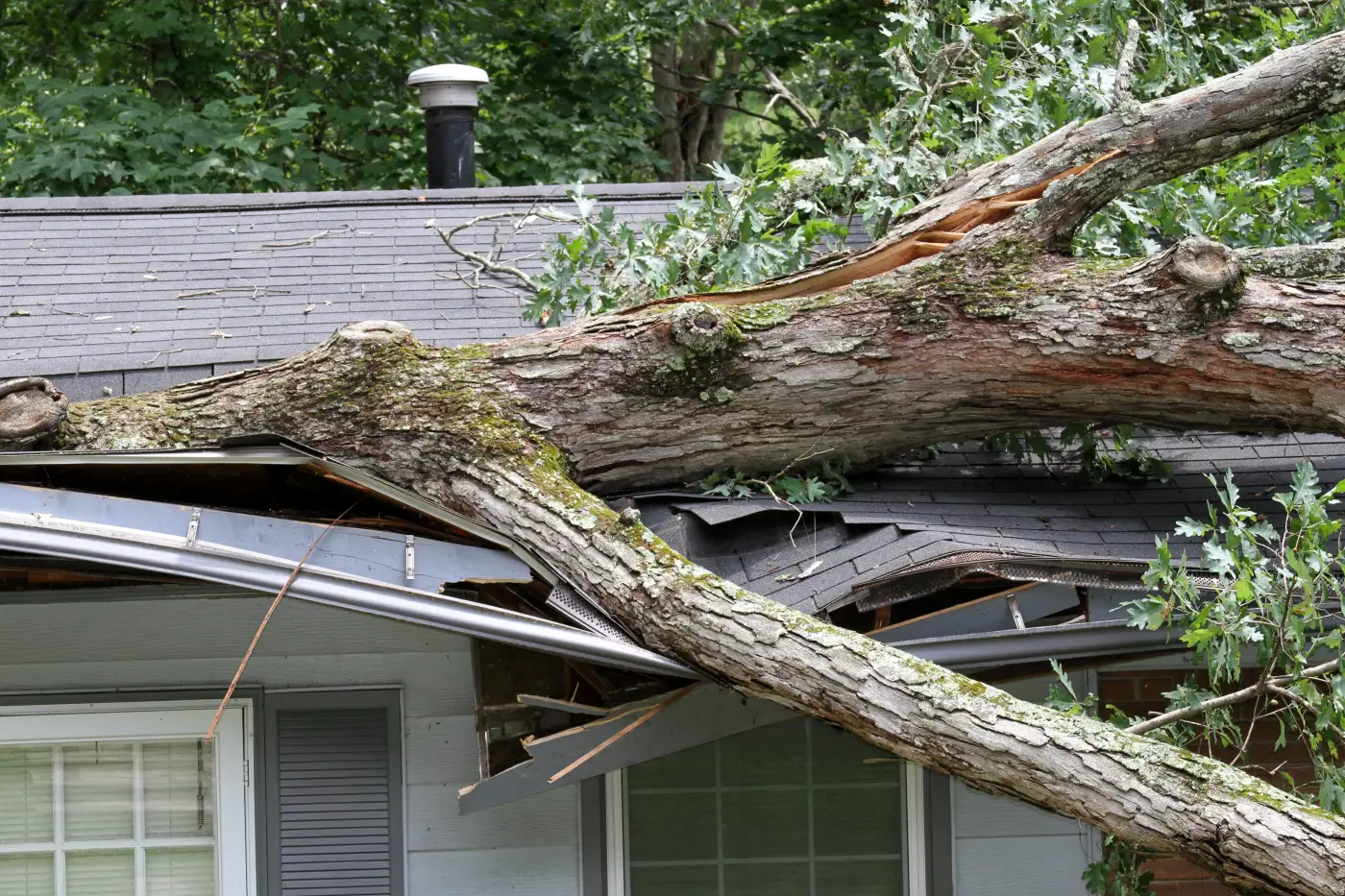 Large tree on a roof after a storm